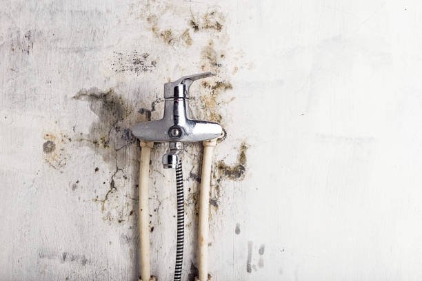 Best Home Mold Removal  in Peralta, NM