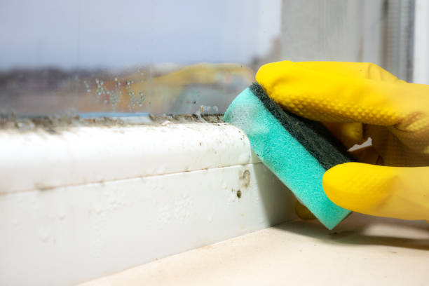 Home Mold Removal in Peralta, NM