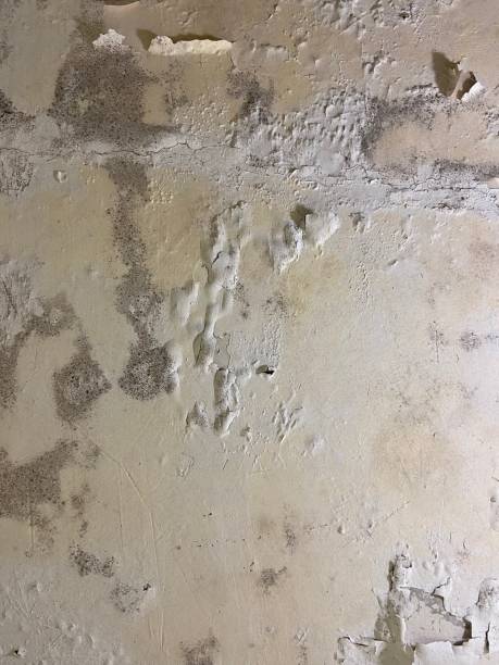 Best Toxic Mold Removal  in Peralta, NM